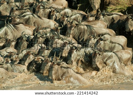 Great Migration of Wildebeest crossing river in Masai Mara