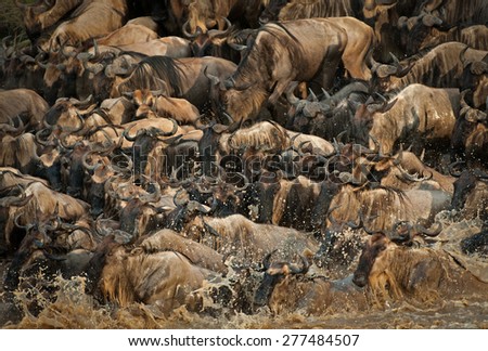 Wildebeest herd crossing river during Great Migration