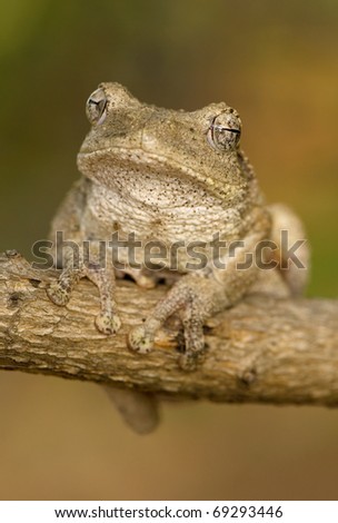 Camouflaged tree frog
