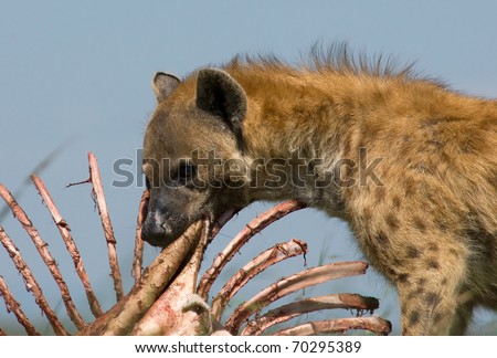 Hyena eating ribs