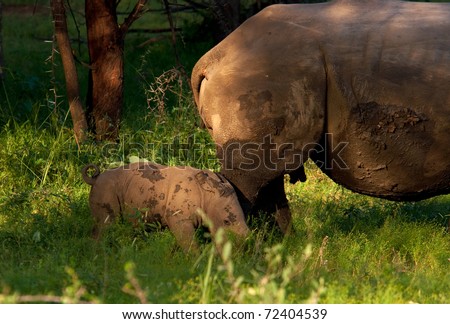 Newborn baby White Rhino following Mother