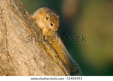Tree Squirrel perched in tree