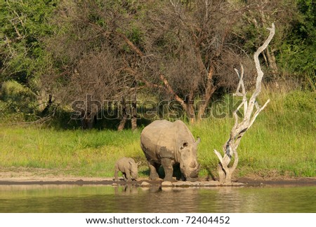 White Rhino Mother and newborn baby drinking