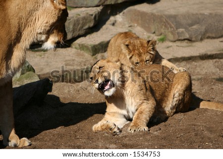 Young lion cubs