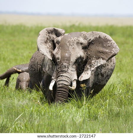 African elephant in swamp in Amboseli National Park Kenya