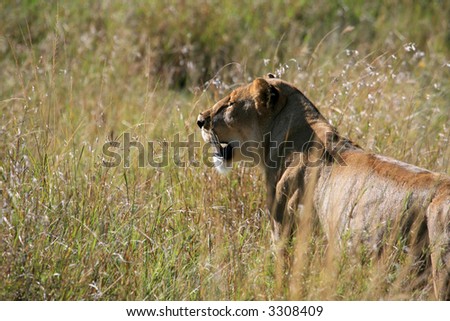 Lion hunting in serengeti Tanzania