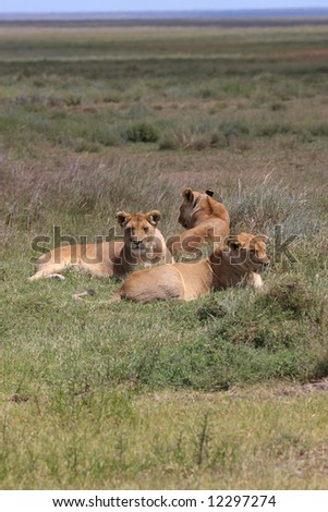 group of female lions on the serengeti plains