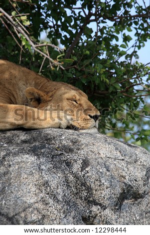 Lion on rock at Simba kopjes in Serengeti Tanzania