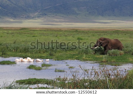 African landscape with Elephant and Pelican's in swamp Ngorongoro crater Tanzania