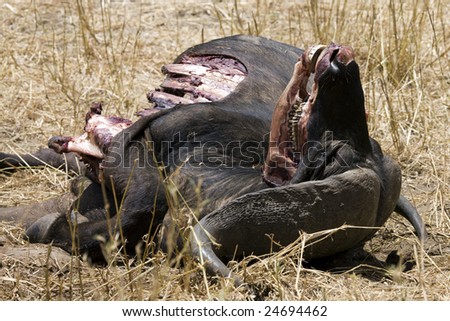 dead cape buffalo after lion attack