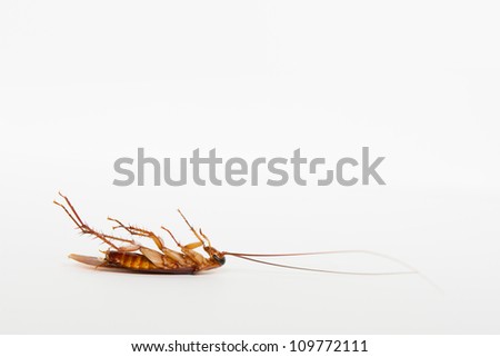 Dead cockroach lying on it\'s back. Isolated on white. Side view.