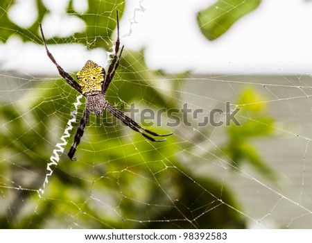 Hawaiian Garden Spider.  Yellow and black garden spider commonly found in Hawaii creates zigzag reinforcements for it\'s web.