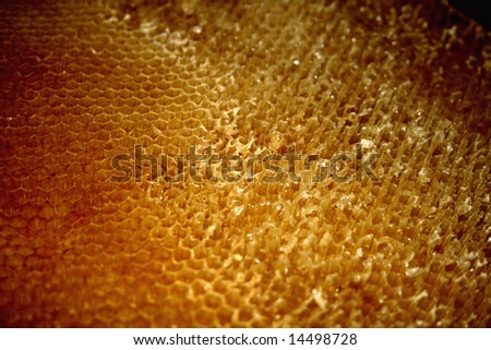 Honeycomb full of honey (background)
