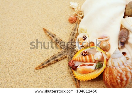 Many of seashells lying on a sand. Vacation.