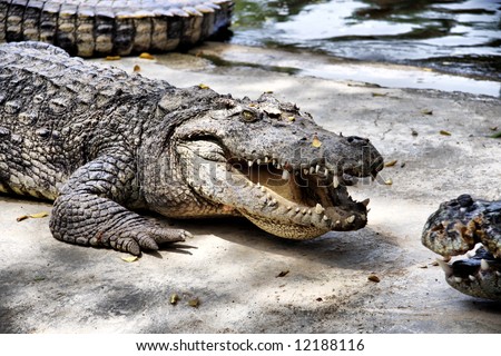 Huge crocodile with a big teeth