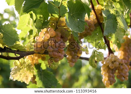Ice wine grapes in Inniskillin winery