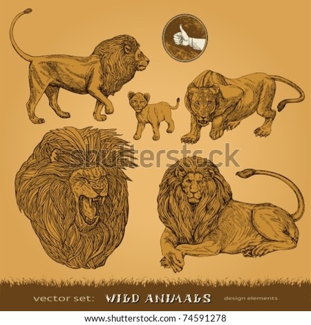 pictures of lions and lionesses. vector set: lions, a