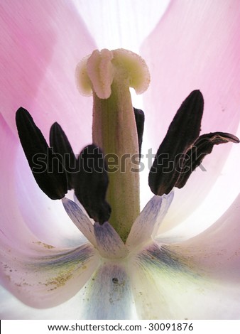 violet tulip inside macro