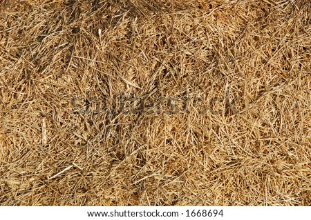 find the needle in a haystack