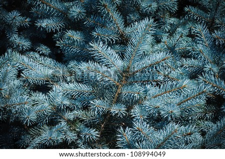 Blue Spruce Needles