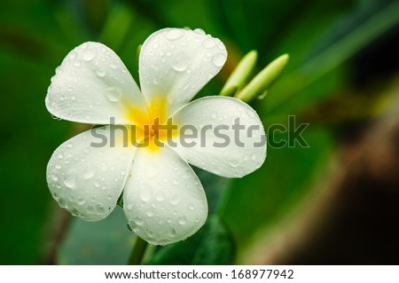 White plumeria flower with water drops on petals
