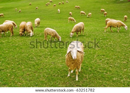 Crowd of Sheeps in the Green field and Farm