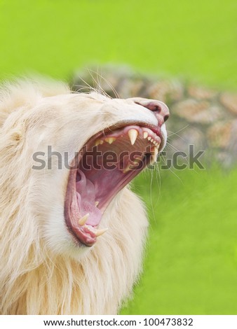 Close up of African white Lion roaring with mouth wide open