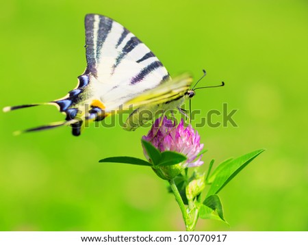 Butterfly on pink purple flower / Beautiful Yellow Tiger Swallowtail Butterfly sitting on the flower