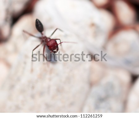 Big red ant isolated on white background. Macro with shallow depth of field