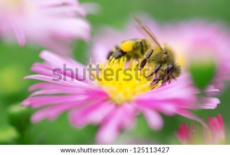 bee collection pollen on the pink flower