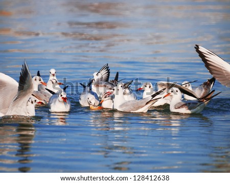 flock of seagulls in fight for food