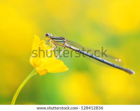 Blue damselfly or dragonfly Lestes barbarus with yellow background blur on yellow flower . Selected focus on eye. Shallow depth of field. Artistic macro
