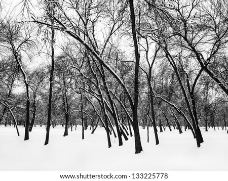 Big winter tree in park in Kosutnjak, Belgrade, Serbia