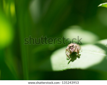 Jumping Spider . Shallow depth of field. Selective focus. Art - artistic macro.