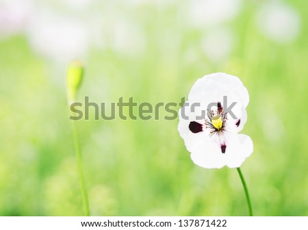 white poppy flowers in field
