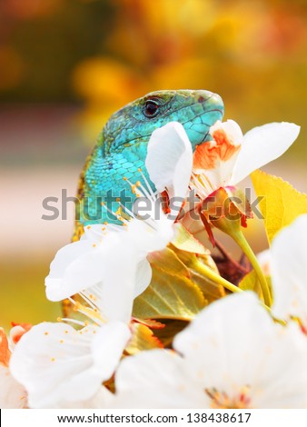 lizard (lacerta viridis) blue and green relaxes on apple tree in natural environment with beauty colorful background blur .