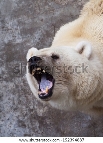 portrait of angry large white bear