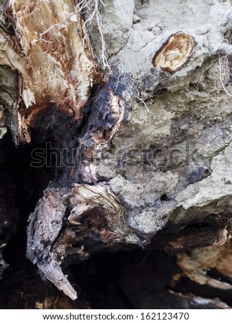 Detail of uprooted trees. Fallen tree in the forest. The roots of the rotten tree. Nature abstract.
