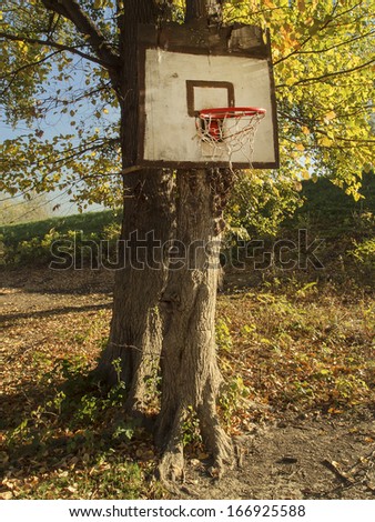 basketball table  in nature attached a tree, Belgrade, Serbia