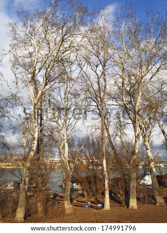A roe of autumn poplars tree on river coastline, Belgrade, Serbia