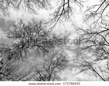 abstract tree canopy background