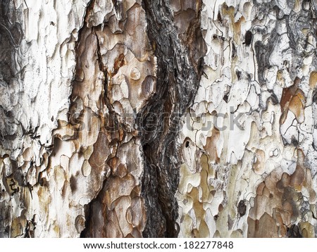 Abstract natural camouflage of tree and peeling wood bark