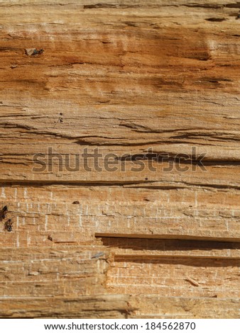 Close up wood section