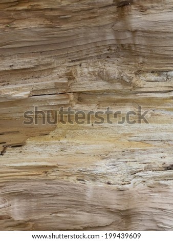 Raw wood section
