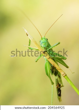 Grasshopper on dry plant, portrait