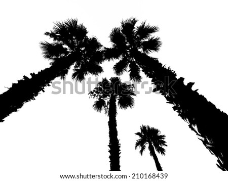 Palm tree on exotic island of volcanic origin Gran Canaria in the Atlantic Ocean, Canary Islands in  Spanish archipelago, Spain, Europe