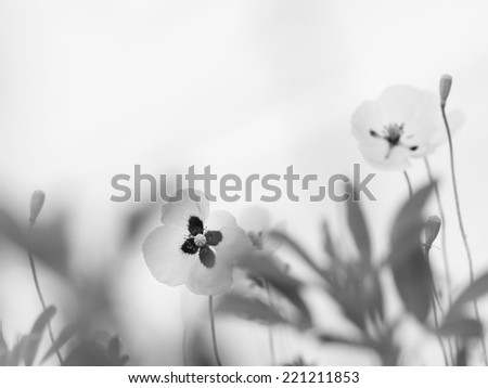 poppy flowers on field, black white monochrome