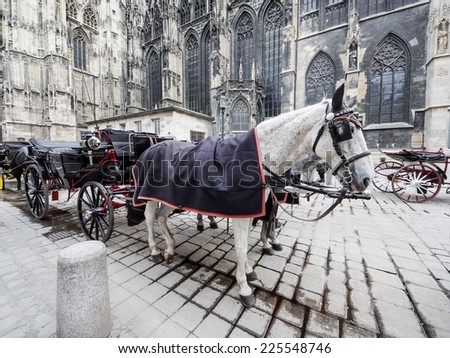 Pair of nice horses in plaid blankets and caps carry the carriage through the Vienna streets. Carriage horses at Stephansdom Cathedral in Austria.