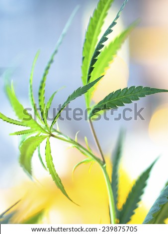 Young marijuana plant, Cannabis Background. Low depth of field. Please visit my gallery to find more similar photos.