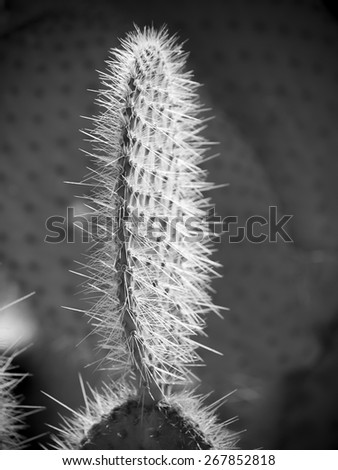 Close up of cactus texture background, Gran Canaria in the Atlantic Ocean, Canary Islands in  Spanish archipelago, Spain, Europe